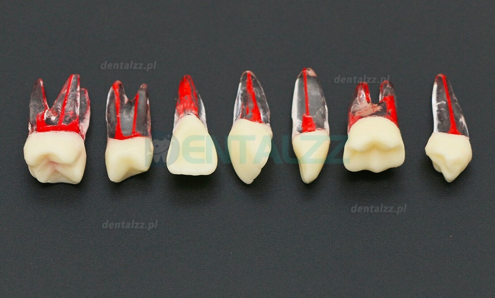 10 Szt. Dental endodontyczny model zębów endodontycznych